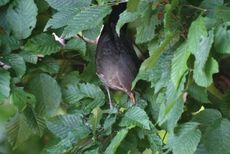 Amsel-11-Tag-1.jpg